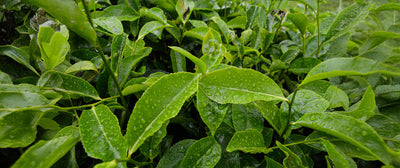 Dry Skin